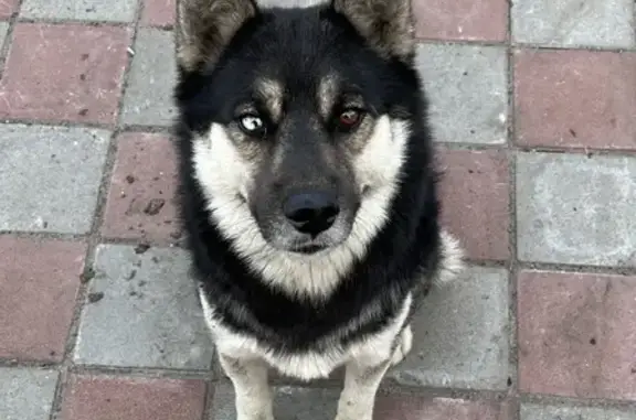 Найдена ухоженная собака Кабель на улице Ласточкина, 20, Тамбов