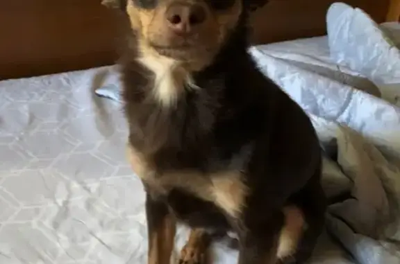 Найдена собака, Москва, фото: Найдена собака на Мичуринском проспекте, дом #5