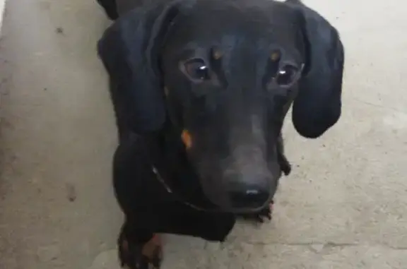 Найденные животные Орёл, фото: Найдена такса с ошейником на Рощинской 41