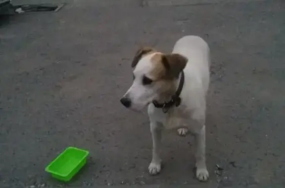 Найдена собака на улице Малахова, 87 в Барнауле