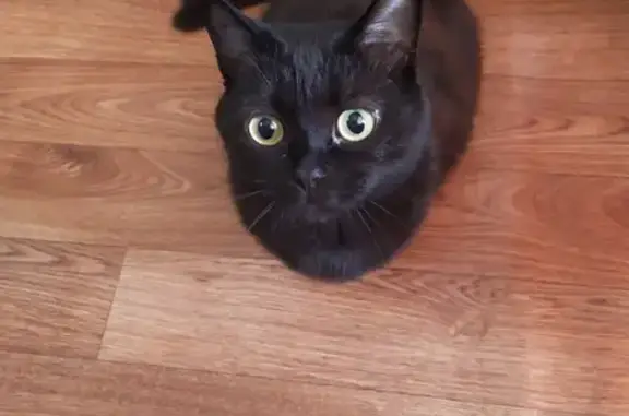 Кошки потеряшки, Новосибирск, фото: Потеряшка черная кошка Буся на ул. Забалуева, 6