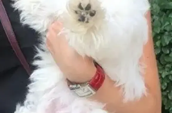 Собаки потеряшки, Котово, фото: Потеряшка белая болонка на Московской, 57.