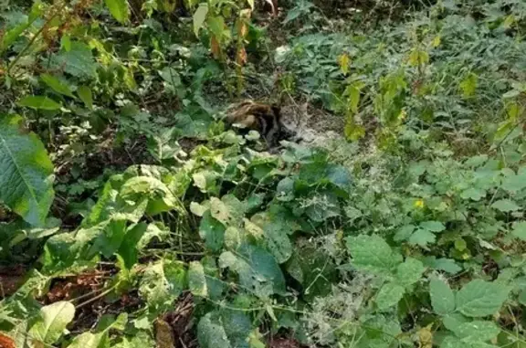 Найдена кошка на улице Швецова, 48