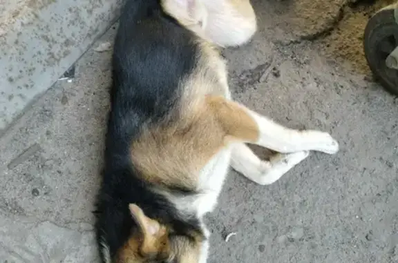 Найдена собака на Соц. улице, Ростов-на-Дону