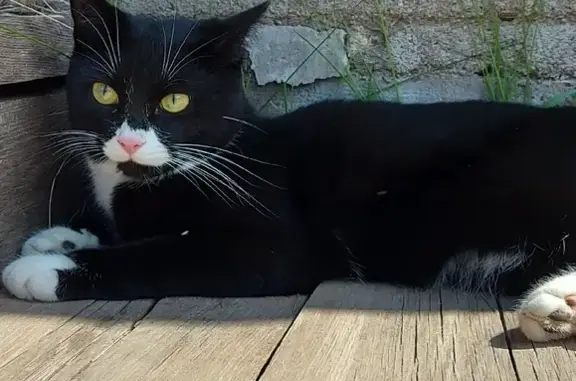 Кошки потеряшки, Гремячинск, фото: Потеряшка кот на Набережной ул., 46 в Гремячинске