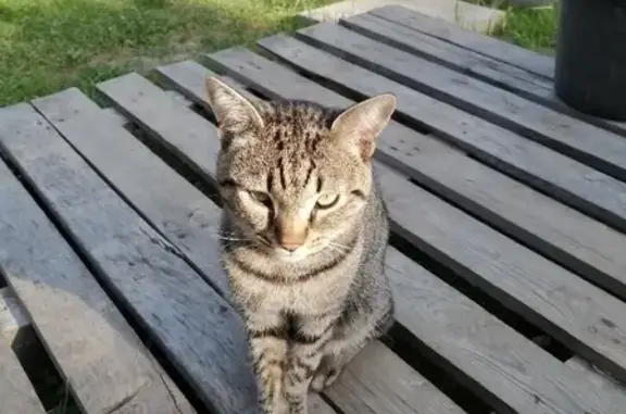 Найден серый кот в Клёновском поселении, Москва