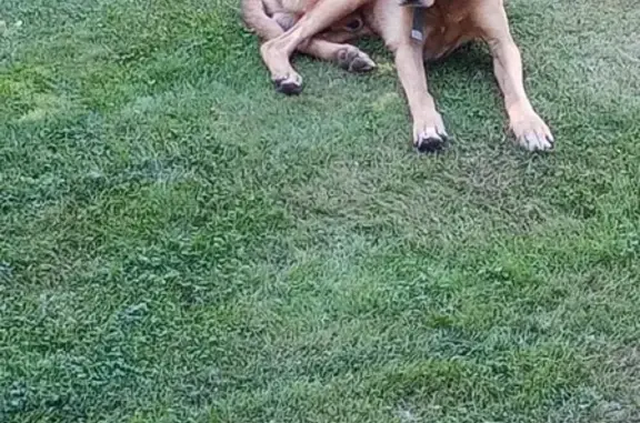 Найденные животные Московская область, фото: Собака-гончая найдена в Московской области