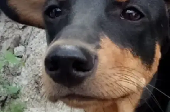 Собака помесь таксы, найдена в СНТ Сатурн, ищет хозяина в Омске