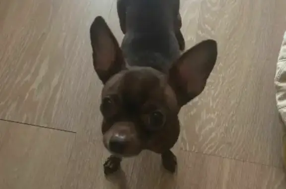 Собаки потеряшки, Москва, фото: Потеряшка собака Лёня на 8-й улице Соколиной Горы, Москва