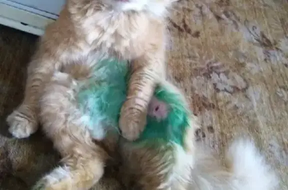 Кошки потеряшки, Пролетарский, фото: Потеряшка кошка на улице Победы, Пролетарский район