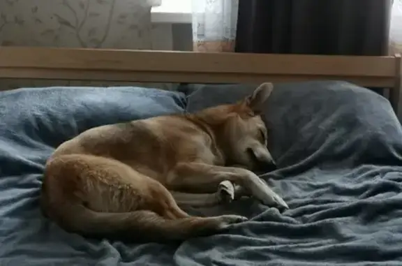 Собаки потеряшки, Санкт-Петербург, фото: Потеряшка собака Ася, ул. Чекистов 38, СПб