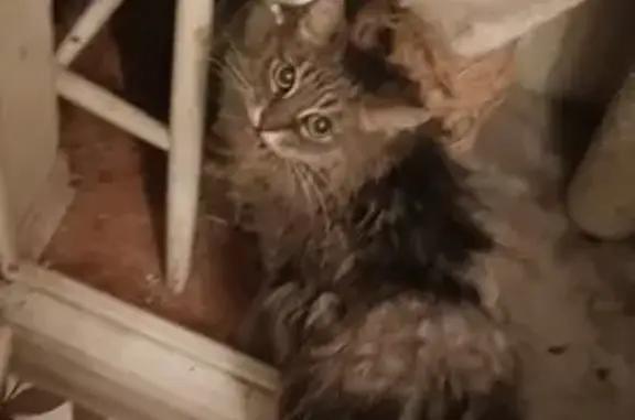 Найдена пухлая кошка на Чаянова, 16