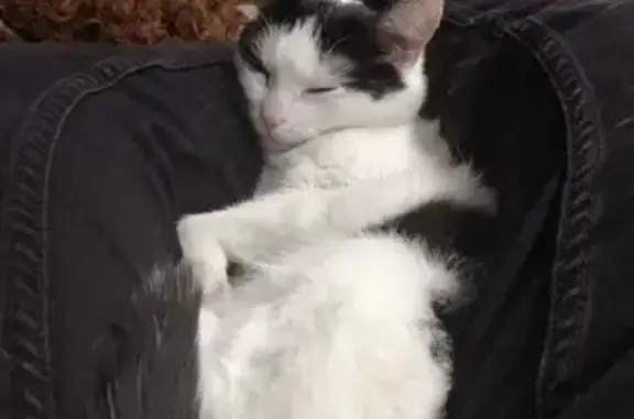 Кошки потеряшки, Тольятти, фото: Потеряшка черно-белая кошка в Узюково