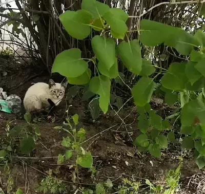 Найдена кошка, Москва, фото: Найден котенок похожий на сиамского в Крестьянском тупике 14-16, Москва