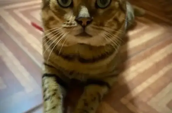 Пропала кошка Бенгальский на Комсомольской, 35