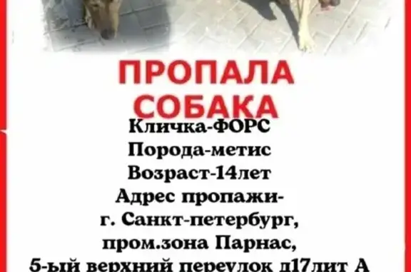 Пропала собака, адрес: проходная 41К-012, Куйвозовское сельское поселение