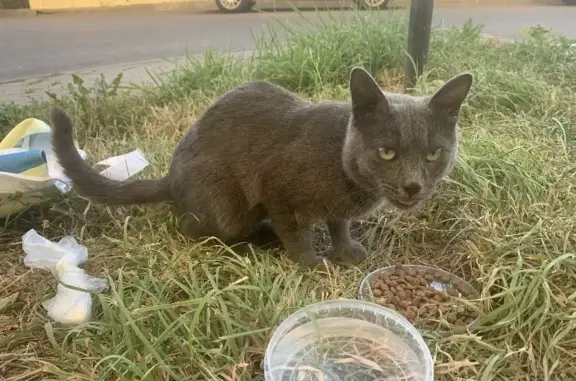 Найден кот-подросток на ул. Красная Поляна, 4, Афонино