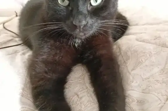 Найден черный кот с белым пятном на Черепанова, 28