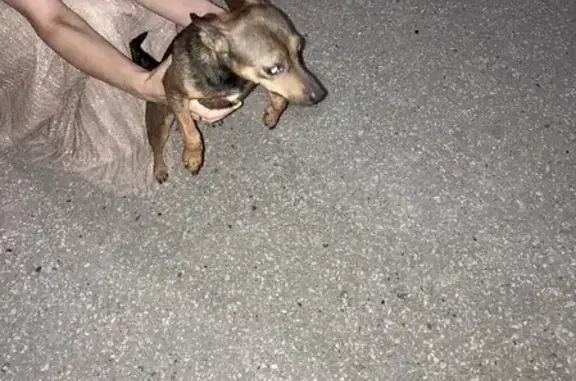 Собака Той терьер найдена на ул. Советская, 6 в Ухте.