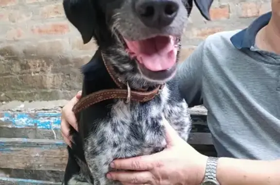 Собака найдена на Омской улице, 9 в Ростове-на-Дону.