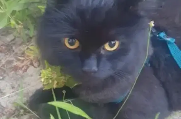 Пропала кошка в Падозеро, Республика Карелия