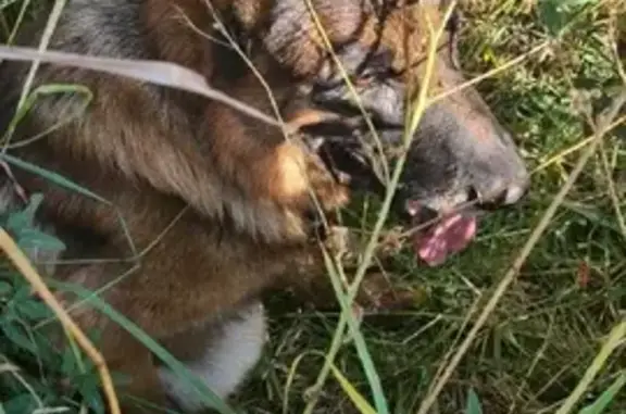 Найдена собака Немецкая овчарка в Завьялово