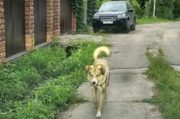 Найдена домашняя собака в СНТ Ранет, Вороновское, Москва