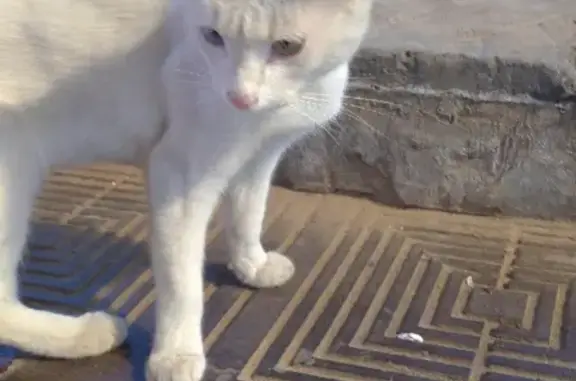 Найден белый котик на пр. Мира, Чебоксары