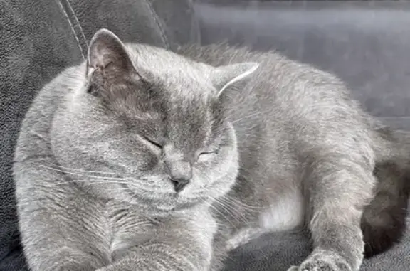 Кошки потеряшки, Казань, фото: Потеряшка кот Семён, район ТЦ Капля в Море, ул. Октябрьская 22