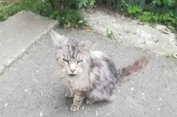 Пропала кошка на Литейной, 31 в Туле