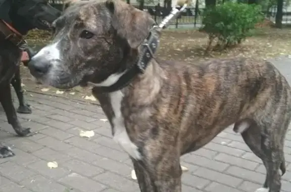 Собака найдена на улице Ивана Франко, 36, Москва