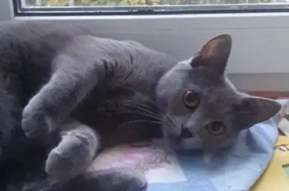 Пропала русская голубая кошка в Лесхозе Поварово, Московская область