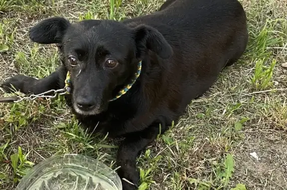 Найдена собака на улице Бутлерова, 36, СПб