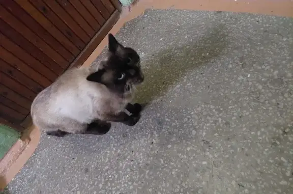 Найдена кошка на пр. Карла Маркса, 27 в Новосибирске