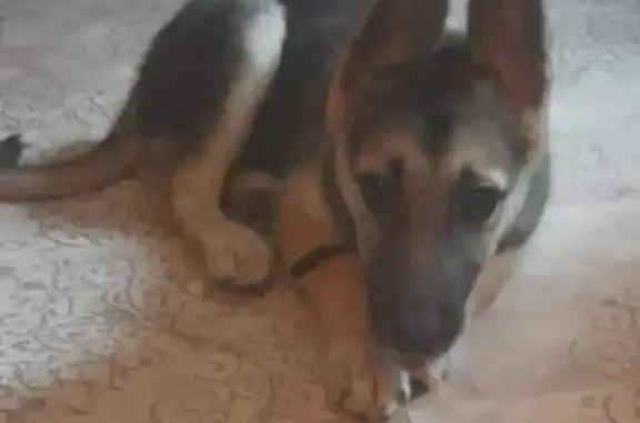 Найдена собака с красным ошейником в Томске на пр. Фрунзе