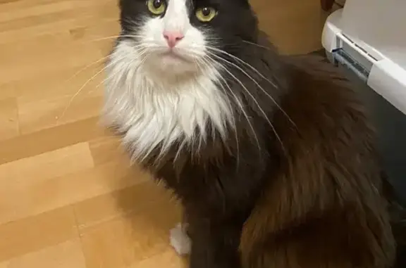 Кошки потеряшки, Санкт-Петербург, фото: Потеряшка кошка на Серебристом бульваре 6к1, СПб