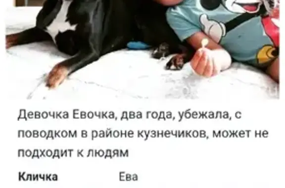 Пропала собака Евочка на Ленинградской, 10А, Подольск