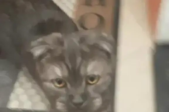 Объявления о пропавших и найденных животных, Москва, фото: Найдена ласковая кошка в Первомайском районе