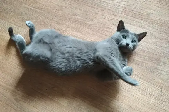 Кошки потеряшки, Санкт-Петербург, фото: Потеряшка русская голубая кошка на Народной улице, СПб