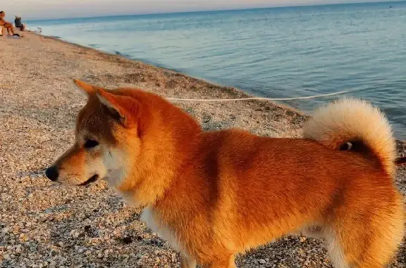Пропала собака Еся в Большом Логу, Ростовская область