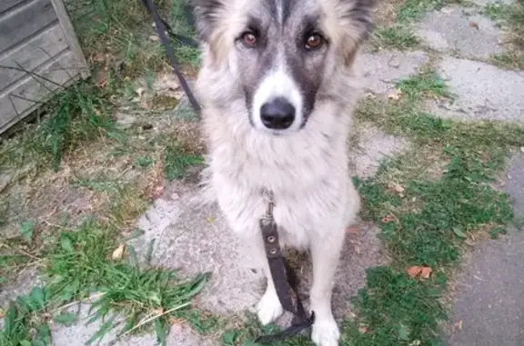 Найдена собака на Центральной улице в Щёлково