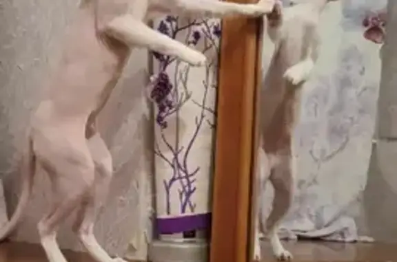 Кошки потеряшки, Санкт-Петербург, фото: Потеряшка кошка на Большом проспекте, СПб, 17