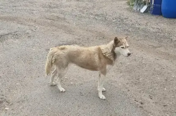 Найдена собака породы Хаски в районе Бутынь, Одинцовский район