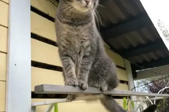 Кошки потеряшки, Санкт-Петербург, фото: Потеряшка кот мальчик (серый) возле р. Пионерки, ищем с помощью вознаграждения