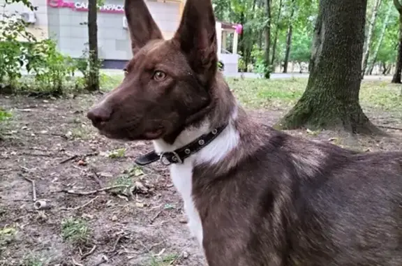 Собака на Хабаровской ул., 21, найдена!
