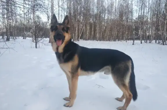 Пропала собака Зверь в Тверской области