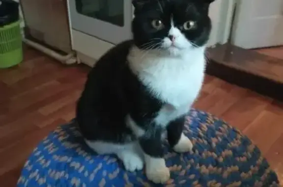 Кошки потеряшки, Казань, фото: Потеряшка кошка Моня на ул. Академика Губкина 20, Казань