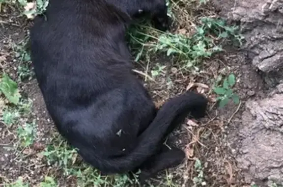 Кошка Черный найдена на улице Юных Ленинцев, 55, Москва.