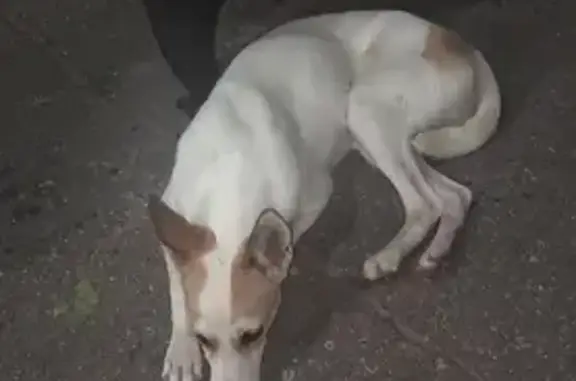 Найдена собака на Комсомольской, 18, Волжский