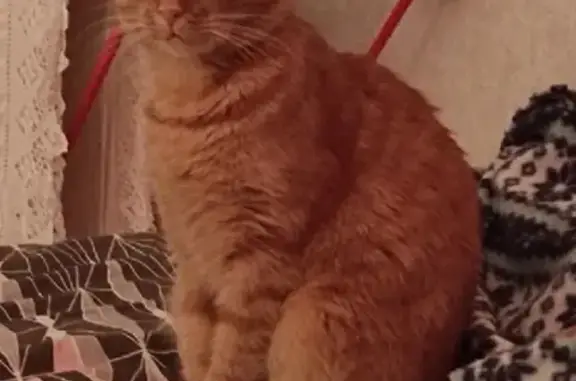 Потерянные животные Санкт-Петербург, фото: Пропала кошка на улице Симонова, 12/9 в СПб